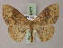  ( - BC ZSM Lep 59977)  @11 [ ] CreativeCommons - Attribution Non-Commercial Share-Alike (2011) Axel Hausmann/Bavarian State Collection of Zoology (ZSM) SNSB, Zoologische Staatssammlung Muenchen