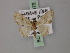  ( - BC ZSM Lep 59979)  @11 [ ] CreativeCommons - Attribution Non-Commercial Share-Alike (2011) Axel Hausmann/Bavarian State Collection of Zoology (ZSM) SNSB, Zoologische Staatssammlung Muenchen
