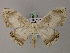  ( - BC ZSM Lep 59985)  @11 [ ] CreativeCommons - Attribution Non-Commercial Share-Alike (2011) Axel Hausmann/Bavarian State Collection of Zoology (ZSM) SNSB, Zoologische Staatssammlung Muenchen