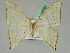  ( - BC ZSM Lep 45381)  @12 [ ] CreativeCommons - Attribution Non-Commercial Share-Alike (2011) Axel Hausmann/Bavarian State Collection of Zoology (ZSM) SNSB, Zoologische Staatssammlung Muenchen