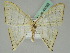  (Ditrigona regularis - BC ZSM Lep 45382)  @13 [ ] CreativeCommons - Attribution Non-Commercial Share-Alike (2011) Axel Hausmann/Bavarian State Collection of Zoology (ZSM) SNSB, Zoologische Staatssammlung Muenchen