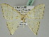  ( - BC ZSM Lep 45383)  @12 [ ] CreativeCommons - Attribution Non-Commercial Share-Alike (2011) Axel Hausmann/Bavarian State Collection of Zoology (ZSM) SNSB, Zoologische Staatssammlung Muenchen