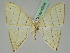  ( - BC ZSM Lep 45385)  @12 [ ] CreativeCommons - Attribution Non-Commercial Share-Alike (2011) Axel Hausmann/Bavarian State Collection of Zoology (ZSM) SNSB, Zoologische Staatssammlung Muenchen