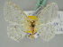  (Ditrigona quinaria - BC ZSM Lep 45393)  @11 [ ] CreativeCommons - Attribution Non-Commercial Share-Alike (2011) Axel Hausmann/Bavarian State Collection of Zoology (ZSM) SNSB, Zoologische Staatssammlung Muenchen