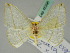  (Ditrigona conflexaria - BC ZSM Lep 45396)  @11 [ ] CreativeCommons - Attribution Non-Commercial Share-Alike (2011) Axel Hausmann/Bavarian State Collection of Zoology (ZSM) SNSB, Zoologische Staatssammlung Muenchen