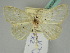  (Ditrigona virgo - BC ZSM Lep 45399)  @11 [ ] CreativeCommons - Attribution Non-Commercial Share-Alike (2011) Axel Hausmann/Bavarian State Collection of Zoology (ZSM) SNSB, Zoologische Staatssammlung Muenchen