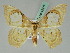  ( - BC ZSM Lep 45417)  @11 [ ] CreativeCommons - Attribution Non-Commercial Share-Alike (2011) Axel Hausmann/Bavarian State Collection of Zoology (ZSM) SNSB, Zoologische Staatssammlung Muenchen