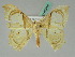  ( - BC ZSM Lep 45418)  @14 [ ] CreativeCommons - Attribution Non-Commercial Share-Alike (2011) Axel Hausmann/Bavarian State Collection of Zoology (ZSM) SNSB, Zoologische Staatssammlung Muenchen