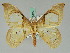  ( - BC ZSM Lep 45422)  @12 [ ] CreativeCommons - Attribution Non-Commercial Share-Alike (2011) Axel Hausmann/Bavarian State Collection of Zoology (ZSM) SNSB, Zoologische Staatssammlung Muenchen