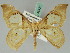  ( - BC ZSM Lep 45423)  @12 [ ] CreativeCommons - Attribution Non-Commercial Share-Alike (2011) Axel Hausmann/Bavarian State Collection of Zoology (ZSM) SNSB, Zoologische Staatssammlung Muenchen