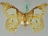  ( - BC ZSM Lep 45424)  @12 [ ] CreativeCommons - Attribution Non-Commercial Share-Alike (2011) Axel Hausmann/Bavarian State Collection of Zoology (ZSM) SNSB, Zoologische Staatssammlung Muenchen