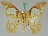  ( - BC ZSM Lep 45425)  @13 [ ] CreativeCommons - Attribution Non-Commercial Share-Alike (2011) Axel Hausmann/Bavarian State Collection of Zoology (ZSM) SNSB, Zoologische Staatssammlung Muenchen