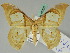  ( - BC ZSM Lep 45426)  @11 [ ] CreativeCommons - Attribution Non-Commercial Share-Alike (2011) Axel Hausmann/Bavarian State Collection of Zoology (ZSM) SNSB, Zoologische Staatssammlung Muenchen