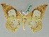  (Macrauzata maxima - BC ZSM Lep 45438)  @15 [ ] CreativeCommons - Attribution Non-Commercial Share-Alike (2011) Axel Hausmann/Bavarian State Collection of Zoology (ZSM) SNSB, Zoologische Staatssammlung Muenchen