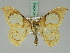  ( - BC ZSM Lep 45440)  @11 [ ] CreativeCommons - Attribution Non-Commercial Share-Alike (2011) Axel Hausmann/Bavarian State Collection of Zoology (ZSM) SNSB, Zoologische Staatssammlung Muenchen