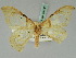  ( - BC ZSM Lep 45443)  @13 [ ] CreativeCommons - Attribution Non-Commercial Share-Alike (2011) Axel Hausmann/Bavarian State Collection of Zoology (ZSM) SNSB, Zoologische Staatssammlung Muenchen