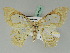  (Macrauzata hyalinata - BC ZSM Lep 45444)  @14 [ ] CreativeCommons - Attribution Non-Commercial Share-Alike (2011) Axel Hausmann/Bavarian State Collection of Zoology (ZSM) SNSB, Zoologische Staatssammlung Muenchen