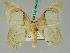  ( - BC ZSM Lep 45445)  @14 [ ] CreativeCommons - Attribution Non-Commercial Share-Alike (2011) Axel Hausmann/Bavarian State Collection of Zoology (ZSM) SNSB, Zoologische Staatssammlung Muenchen