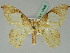  ( - BC ZSM Lep 45446)  @11 [ ] CreativeCommons - Attribution Non-Commercial Share-Alike (2011) Axel Hausmann/Bavarian State Collection of Zoology (ZSM) SNSB, Zoologische Staatssammlung Muenchen