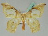  (Macrauzata submontana - BC ZSM Lep 45449)  @15 [ ] CreativeCommons - Attribution Non-Commercial Share-Alike (2011) Axel Hausmann/Bavarian State Collection of Zoology (ZSM) SNSB, Zoologische Staatssammlung Muenchen
