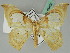  ( - BC ZSM Lep 45450)  @14 [ ] CreativeCommons - Attribution Non-Commercial Share-Alike (2011) Axel Hausmann/Bavarian State Collection of Zoology (ZSM) SNSB, Zoologische Staatssammlung Muenchen