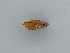  ( - BC ZSM Lep 45900)  @11 [ ] CreativeCommons - Attribution Non-Commercial Share-Alike (2011) Axel Hausmann/Bavarian State Collection of Zoology (ZSM) SNSB, Zoologische Staatssammlung Muenchen