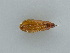  (Rhodostrophia vibicaria - BC ZSM Lep 45905)  @11 [ ] CreativeCommons - Attribution Non-Commercial Share-Alike (2011) Axel Hausmann/Bavarian State Collection of Zoology (ZSM) SNSB, Zoologische Staatssammlung Muenchen
