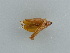  ( - BC ZSM Lep 45910)  @11 [ ] CreativeCommons - Attribution Non-Commercial Share-Alike (2011) Axel Hausmann/Bavarian State Collection of Zoology (ZSM) SNSB, Zoologische Staatssammlung Muenchen