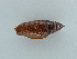  ( - BC ZSM Lep 45927)  @12 [ ] CreativeCommons - Attribution Non-Commercial Share-Alike (2011) Axel Hausmann/Bavarian State Collection of Zoology (ZSM) SNSB, Zoologische Staatssammlung Muenchen