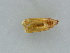  ( - BC ZSM Lep 45936)  @11 [ ] CreativeCommons - Attribution Non-Commercial Share-Alike (2011) Axel Hausmann/Bavarian State Collection of Zoology (ZSM) SNSB, Zoologische Staatssammlung Muenchen