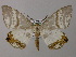  (Tristrophis AH01Ne - BC ZSM Lep 47840)  @13 [ ] CreativeCommons - Attribution Non-Commercial Share-Alike (2011) Axel Hausmann/Bavarian State Collection of Zoology (ZSM) SNSB, Zoologische Staatssammlung Muenchen