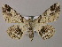  ( - BC ZSM Lep 47843)  @12 [ ] CreativeCommons - Attribution Non-Commercial Share-Alike (2011) Axel Hausmann/Bavarian State Collection of Zoology (ZSM) SNSB, Zoologische Staatssammlung Muenchen