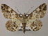  ( - BC ZSM Lep 47846)  @13 [ ] CreativeCommons - Attribution Non-Commercial Share-Alike (2011) Axel Hausmann/Bavarian State Collection of Zoology (ZSM) SNSB, Zoologische Staatssammlung Muenchen