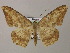  ( - BC ZSM Lep 47856)  @11 [ ] CreativeCommons - Attribution Non-Commercial Share-Alike (2011) Axel Hausmann/Bavarian State Collection of Zoology (ZSM) SNSB, Zoologische Staatssammlung Muenchen