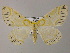  ( - BC ZSM Lep 47869)  @14 [ ] CreativeCommons - Attribution Non-Commercial Share-Alike (2011) Axel Hausmann/Bavarian State Collection of Zoology (ZSM) SNSB, Zoologische Staatssammlung Muenchen