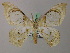  (Macrauzata AH01Ne - BC ZSM Lep 47870)  @12 [ ] CreativeCommons - Attribution Non-Commercial Share-Alike (2011) Axel Hausmann/Bavarian State Collection of Zoology (ZSM) SNSB, Zoologische Staatssammlung Muenchen