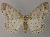  (Metabraxas AH01Ne - BC ZSM Lep 47871)  @14 [ ] CreativeCommons - Attribution Non-Commercial Share-Alike (2011) Axel Hausmann/Bavarian State Collection of Zoology (ZSM) SNSB, Zoologische Staatssammlung Muenchen