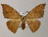  (Cyclophora AH02Ne - BC ZSM Lep 47872)  @14 [ ] CreativeCommons - Attribution Non-Commercial Share-Alike (2011) Axel Hausmann/Bavarian State Collection of Zoology (ZSM) SNSB, Zoologische Staatssammlung Muenchen