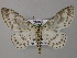  ( - BC ZSM Lep 47880)  @14 [ ] CreativeCommons - Attribution Non-Commercial Share-Alike (2011) Axel Hausmann/Bavarian State Collection of Zoology (ZSM) SNSB, Zoologische Staatssammlung Muenchen