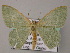  (Chlorissa AH01Ne - BC ZSM Lep 47886)  @13 [ ] CreativeCommons - Attribution Non-Commercial Share-Alike (2011) Axel Hausmann/Bavarian State Collection of Zoology (ZSM) SNSB, Zoologische Staatssammlung Muenchen