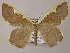  (Plutodes warreni - BC ZSM Lep 47887)  @14 [ ] CreativeCommons - Attribution Non-Commercial Share-Alike (2011) Axel Hausmann/Bavarian State Collection of Zoology (ZSM) SNSB, Zoologische Staatssammlung Muenchen
