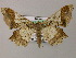  (Krananda AH02Ne - BC ZSM Lep 47889)  @13 [ ] CreativeCommons - Attribution Non-Commercial Share-Alike (2011) Axel Hausmann/Bavarian State Collection of Zoology (ZSM) SNSB, Zoologische Staatssammlung Muenchen