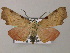  ( - BC ZSM Lep 47895)  @13 [ ] CreativeCommons - Attribution Non-Commercial Share-Alike (2011) Axel Hausmann/Bavarian State Collection of Zoology (ZSM) SNSB, Zoologische Staatssammlung Muenchen