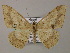  (Luxiaria AH01Ne - BC ZSM Lep 47901)  @14 [ ] CreativeCommons - Attribution Non-Commercial Share-Alike (2011) Axel Hausmann/Bavarian State Collection of Zoology (ZSM) SNSB, Zoologische Staatssammlung Muenchen