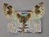  (Agnibesa - BC ZSM Lep 47902)  @14 [ ] CreativeCommons - Attribution Non-Commercial Share-Alike (2011) Axel Hausmann/Bavarian State Collection of Zoology (ZSM) SNSB, Zoologische Staatssammlung Muenchen