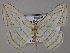 ( - BC ZSM Lep 47906)  @14 [ ] CreativeCommons - Attribution Non-Commercial Share-Alike (2011) Axel Hausmann/Bavarian State Collection of Zoology (ZSM) SNSB, Zoologische Staatssammlung Muenchen