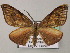  (Hypochrosis AH01Ne - BC ZSM Lep 47918)  @13 [ ] CreativeCommons - Attribution Non-Commercial Share-Alike (2011) Axel Hausmann/Bavarian State Collection of Zoology (ZSM) SNSB, Zoologische Staatssammlung Muenchen