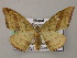  (Rhodostrophia AH01Ne - BC ZSM Lep 47924)  @13 [ ] CreativeCommons - Attribution Non-Commercial Share-Alike (2011) Axel Hausmann/Bavarian State Collection of Zoology (ZSM) SNSB, Zoologische Staatssammlung Muenchen