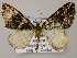  (Electrophaes AH01Ne - BC ZSM Lep 47927)  @11 [ ] CreativeCommons - Attribution Non-Commercial Share-Alike (2011) Axel Hausmann/Bavarian State Collection of Zoology (ZSM) SNSB, Zoologische Staatssammlung Muenchen