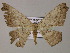  (Luxiaria AH01La - BC ZSM Lep 47935)  @13 [ ] CreativeCommons - Attribution Non-Commercial Share-Alike (2011) Axel Hausmann/Bavarian State Collection of Zoology (ZSM) SNSB, Zoologische Staatssammlung Muenchen